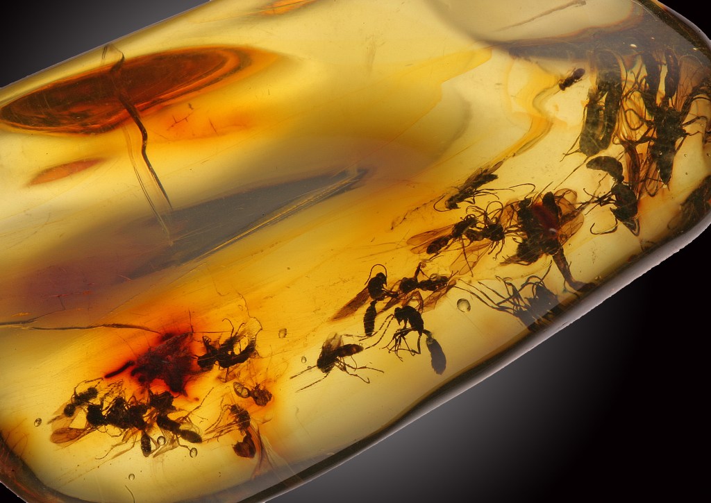 Dominican Wasp Colony in&nbsp;Amber