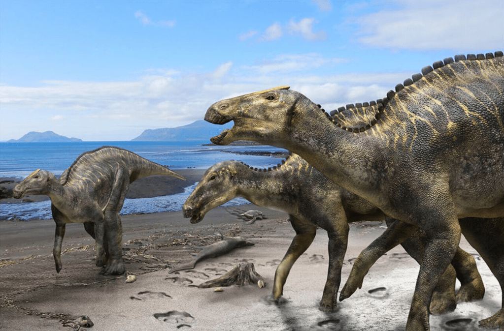 Hadrosaur (Edmontosaurus Annectens)