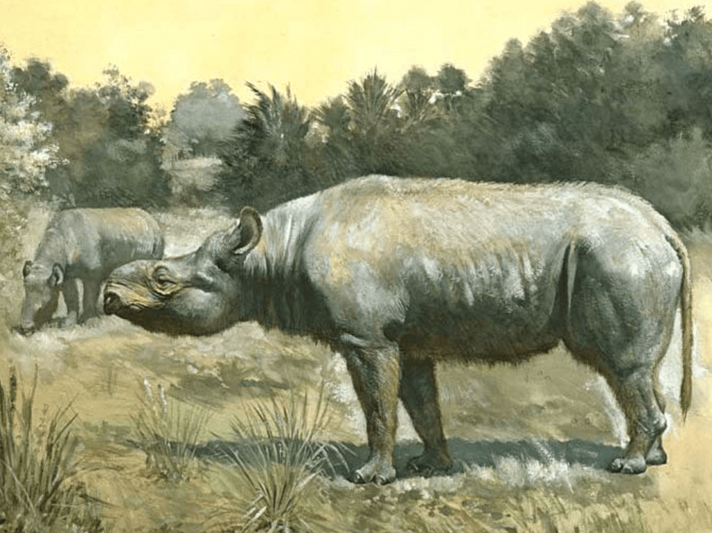 Running Rhino (Subhyracodon)